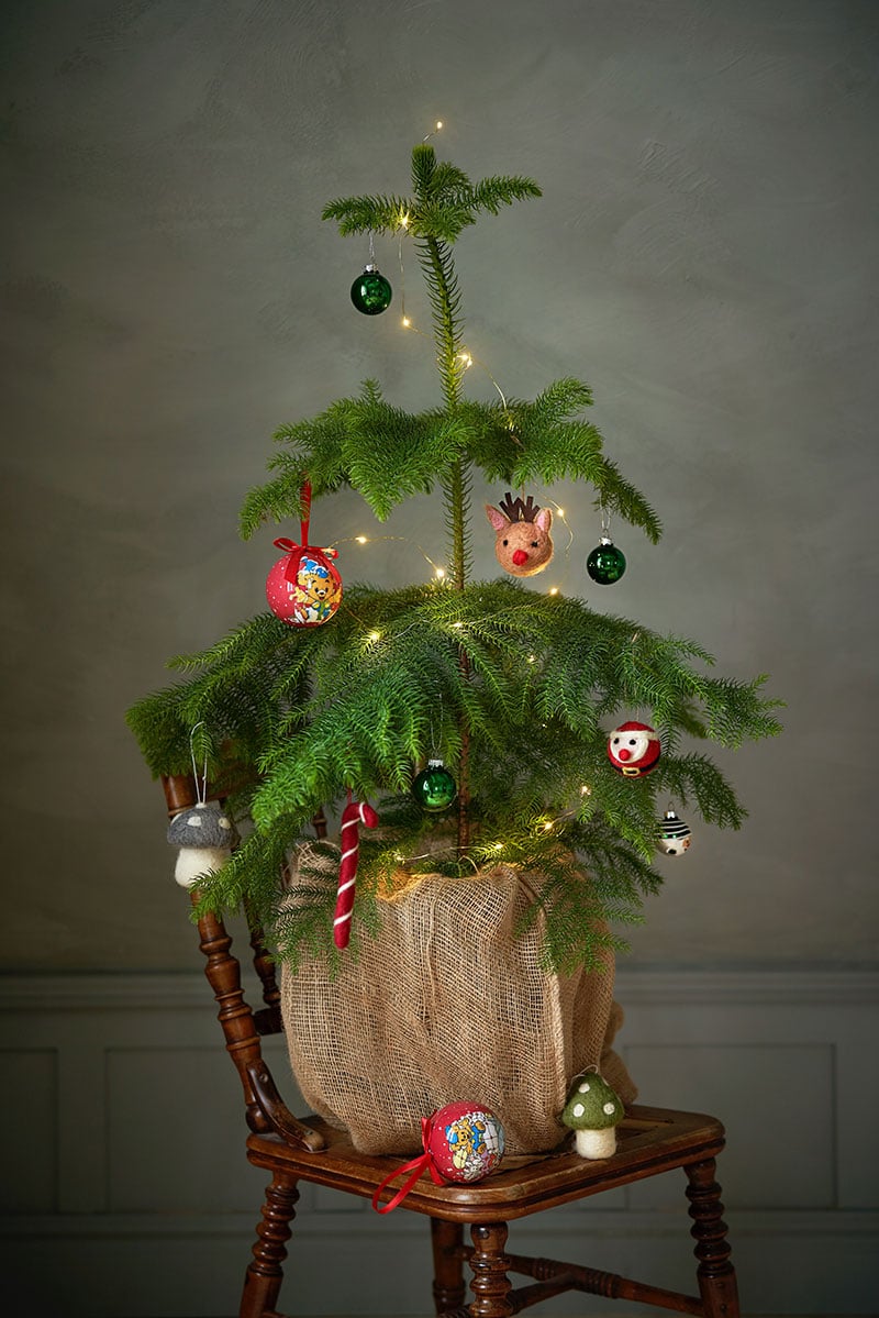 5 stora växttrender julen 2022 Hus & Hem